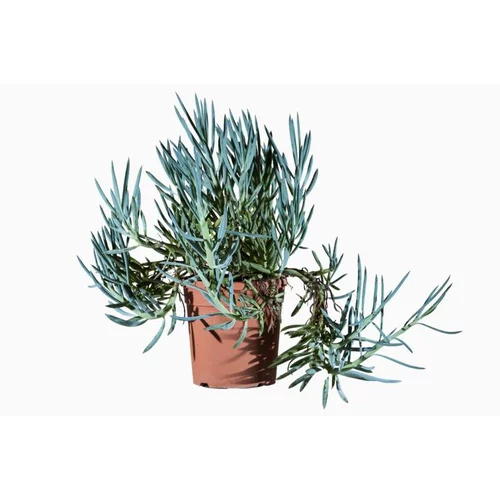 Le compagnon de vos extérieurs:Senecio (sénéçon) en pot de 10 L blanc