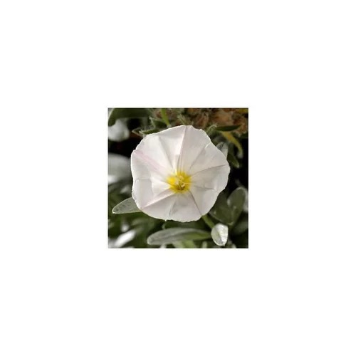 Le bon choix pour l’extérieur:Convolvulus Cneorum - Le pot de 2,5 litres