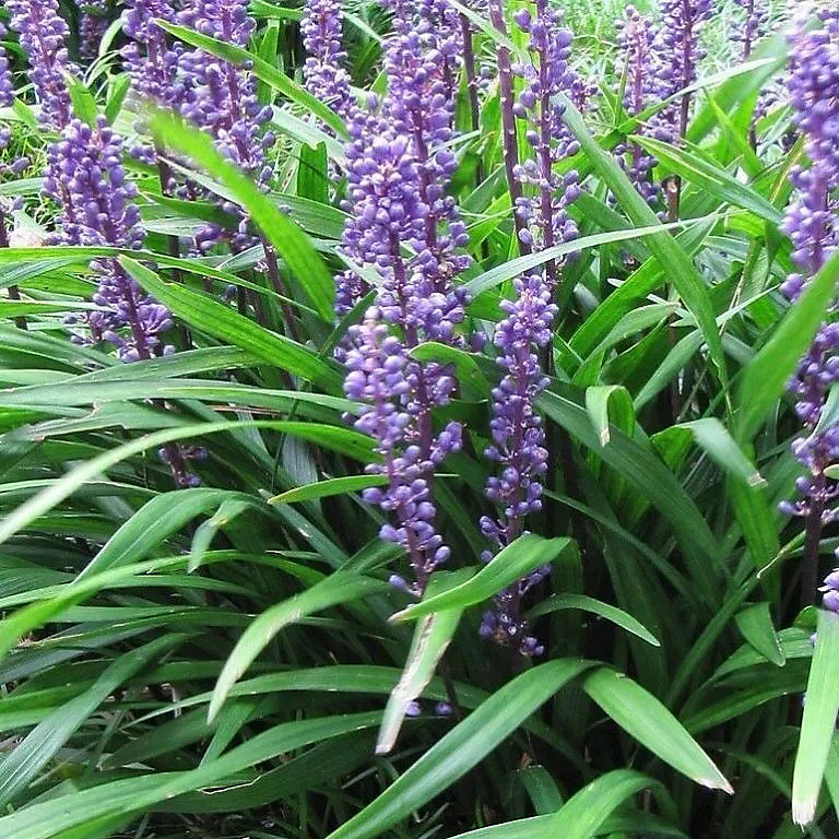 6 x Liriope musc. 'Evergreen Giant' | Liriope muscari 'Evergreen Giant' – godet 9cm x 9cm