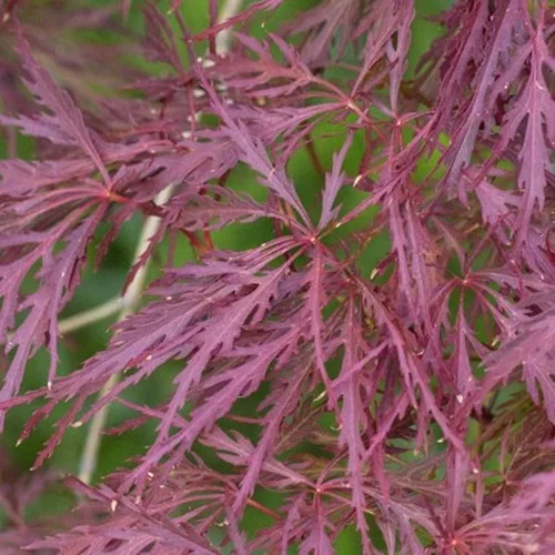 Conçu pour vos extérieurs：Acer Palmatum Dissectum Rouge (Érable du Japon) 1/2 tige en pot de 20 L rouge
