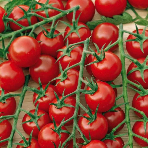 Extérieur confort：Tomate Cocktail En Grappes Delice Du Jardinier Bio. La barquette de 3 plants