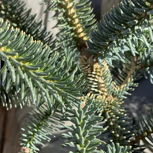 Jardin et loisirs：Sapin d'Espagne (Abies Pinsapo Aurea) 30/40. Le pot de 5 litres