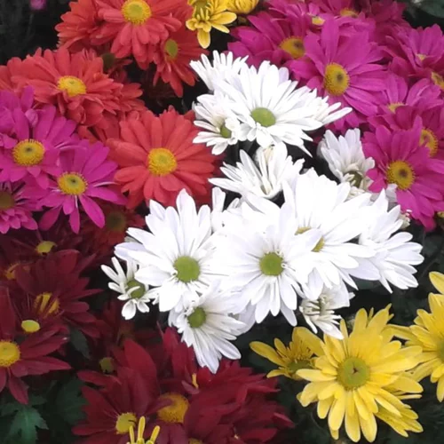 Mieux dehors:Chrysanthème américain multicolore ou Marguerite d'automne à fleurs multicolores - La coupe Ø 27 cm