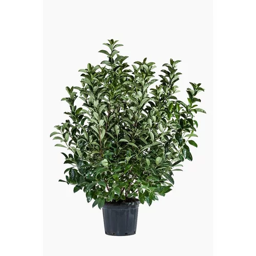 Tendance extérieur:Viburnum Lucidium (Viorne Lucide) en pot de 30 L vert