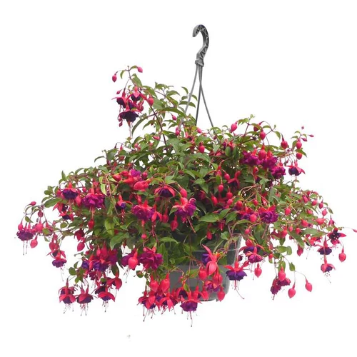 Jardin à adopter：Fuchsia retombant - La suspension diam 27 cm