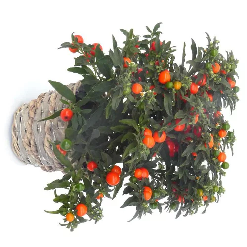 Jardin & maison：Pommier d'amour - Le panier déco