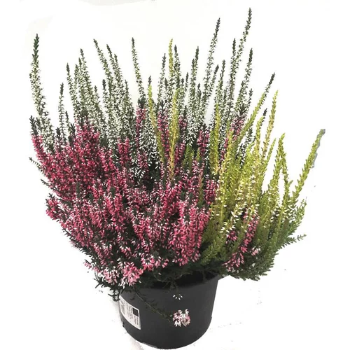 Jardin au quotidien：Erica Calluna Trio - Le pot de 17 cm
