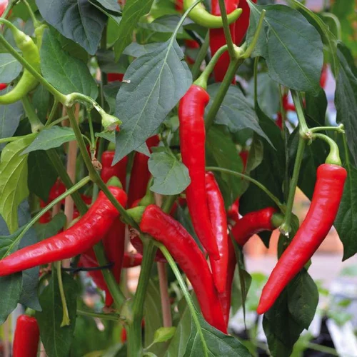 Déco jardin：Piment De Cayenne Bio. Le pot de 10,5 cm