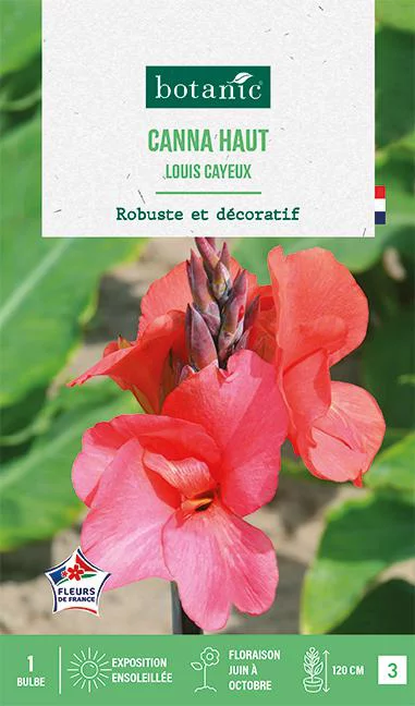 Pour votre extérieur：Bulbe de fleurs Canna Louis Cayeux botanic® - 1 bulbe