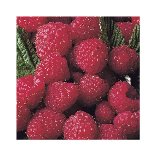 Extérieur tendance：Framboisier Magnific Delbard®. Le pot de 2 litres