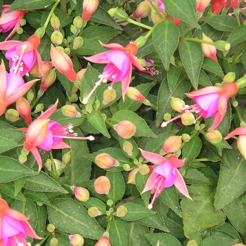 Extérieur malin：Fuchsia 'Alison Patricia' - Le pot de 2 litres