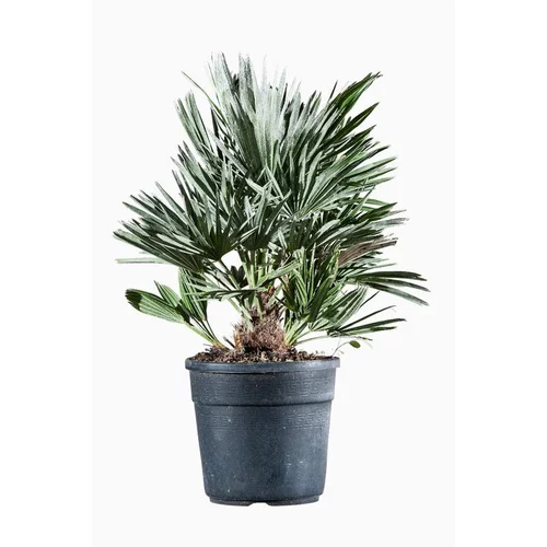 Pour un extérieur plus agréable:Chamaerops Humilis Compacta (Palmier nain compact) en pot de 3 L vert