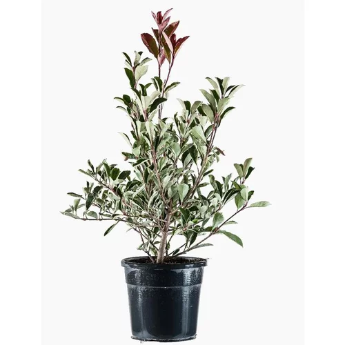 Essentiel au jardin：Photinia Fraseri Pink Marble® 'Cassini' 40/60 en pot de 7,5 L rose