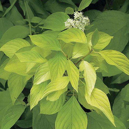 Pratique pour l’extérieur：Cornouiller doré Aurea jaune. Le pot de 3 litres
