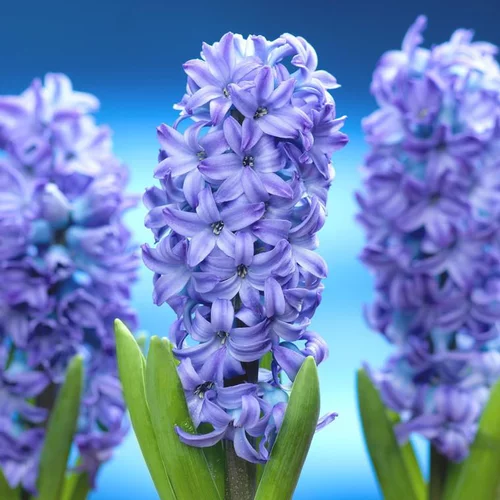 Jardin choix：Jacinthe Blue Aqua - Le godet