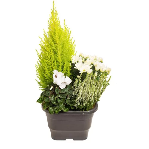 Pour transformer vos extérieurs：Composition d'extérieur mélange blanc et vert - Le pot de 25 x 25 cm