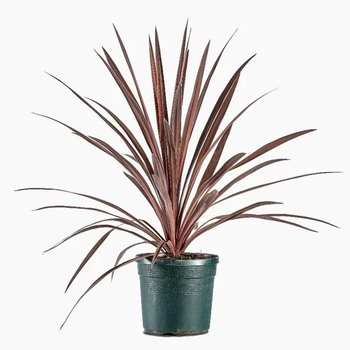 Sélection nature：Cordyline Australis Red Star. Le pot de 3 litres
