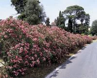 Pour un extérieur à votre image:Laurier rose varié (Nerium Oleander). Le pot de 3 litres