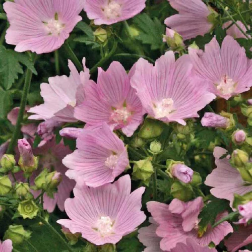 Essentiel pour le jardin：Malva Rose - Le pot de 9 x 9 cm