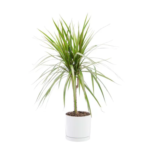 Idée pratique：Dracaena marginata vert en pot blanc émaillé botanic®. Le pot Ø 15 cm