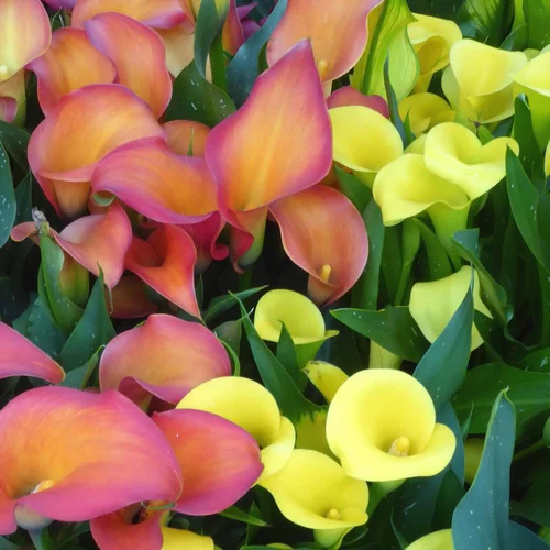 Déco au jardin：Arum De Couleur. Le pot de 14 cm
