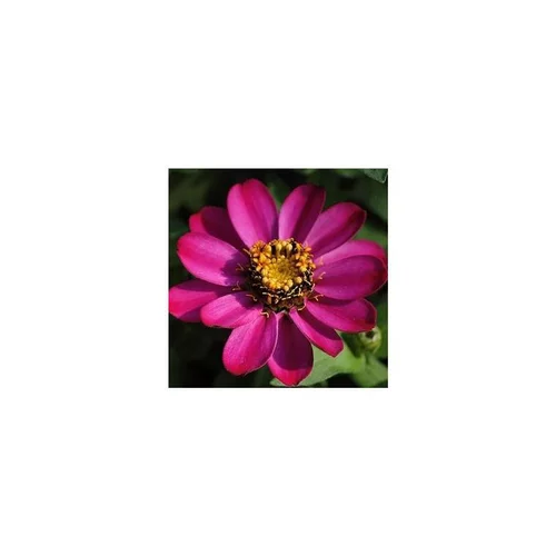 Jardin essentiel:Zinnia à petites fleurs - Le pot de 12 x 12 cm