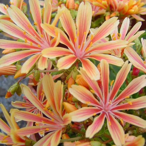 Pour créer votre univers jardin：Lewisia cotylédon - La barquette de 6 plants