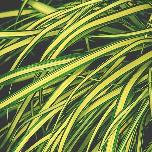 Pour votre confort en extérieur：Carex Osh - 'Evergold' - Le pot de 3 litres