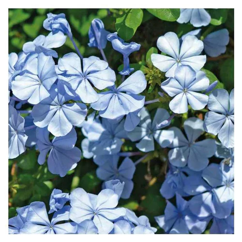 Déco pour le jardin：Plumbago du Cap bleu clair - Le pot de 9 x 9 cm