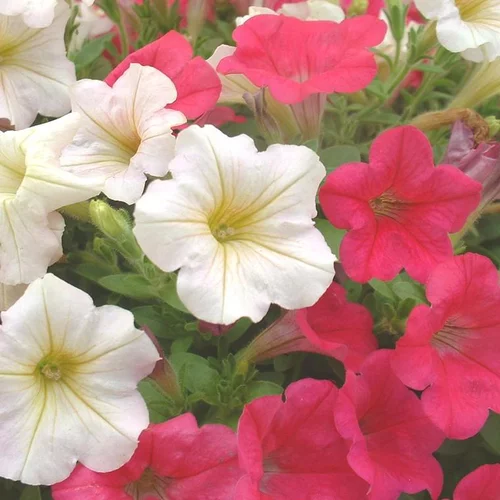 Pour mieux vivre dehors:Pétunia - Le pot Theo de 4,5 litres