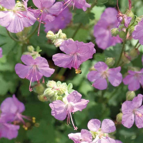Pour vos extérieurs:Geranium Cantabrigiense rouge - Le pot de 9 x 9 cm