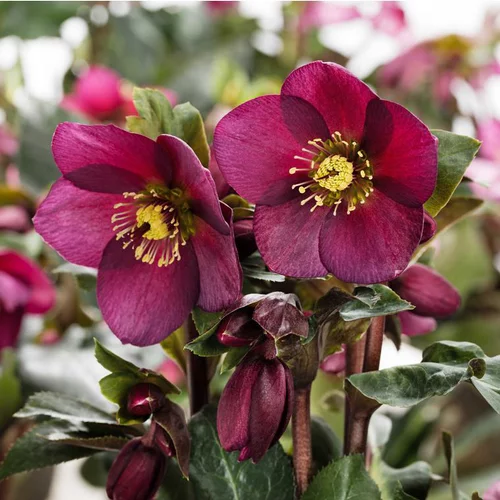 Pour vos projets：Hellébore (ou Rose de Noël) HGC ® Ice N'Roses ® Red violet - Le pot de 2 litres