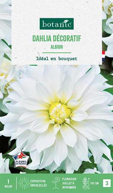 Extérieur accessoire：Bulbe de fleurs Dalhia décoratif Albion botanic® - 1 bulbe