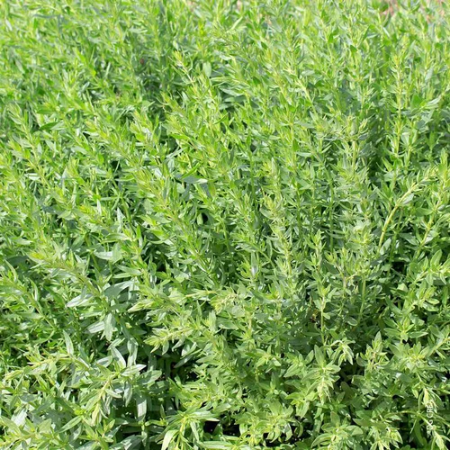 Sélection utile：Hysope Officinale Bio. Le pot de 1 litre