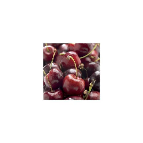 Jardin complet:Cerisier Big. Bigalise ® Enjidel. En racine nue, forme 1/2 tige