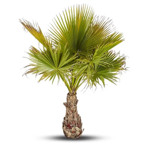 Pour équiper vos extérieurs:Washingtonia Robusta ou Palmier du Mexique 80/100 cm en pot de 90 L