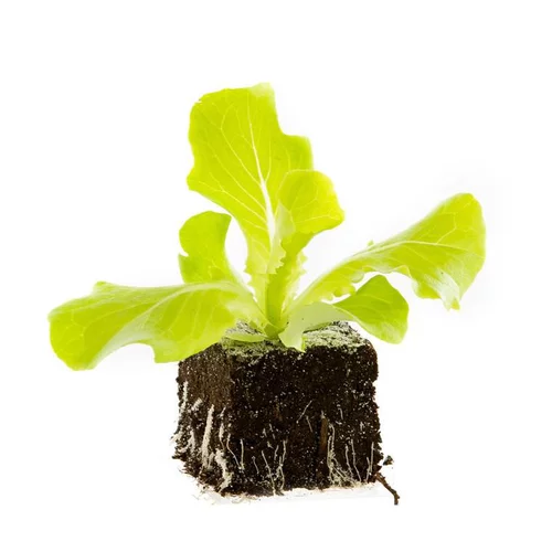 Pour donner du style au jardin：Batavia Blonde Bio. La motte de 4x4 cm