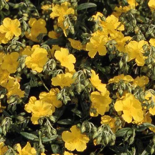Un choix malin pour l’extérieur：Helianthème jaune Vif - Le pot de 9 x 9 cm