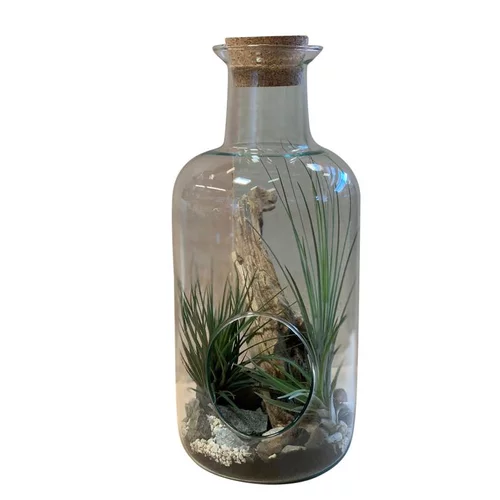 Déco extérieur：Terrarium medicine avec tillandsia taille L Ø 15 x H 35 cm