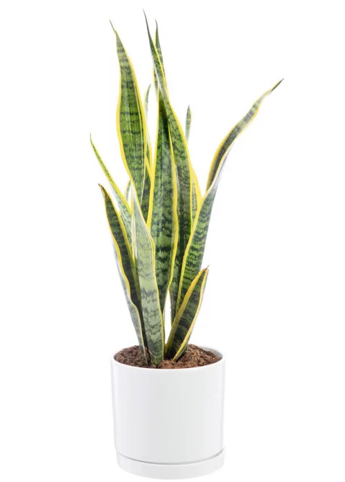 Jardin à découvrir:Sansevieria Laurentii vert en pot blanc émaillé botanic®. Le pot Ø 18 cm