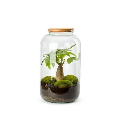 Une idée pratique pour l’extérieur:Terrarium autonome botanic® Bonbonne Pachira - Taille M Ø 23 cm H 41 cm