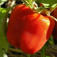 Jardin & pratique:Poivron A Gros Fruits Rouges. La barquette de 4 plants