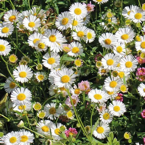 Confort nature：Erigeron Karvinskianus - Le pot de 9 x 9 cm