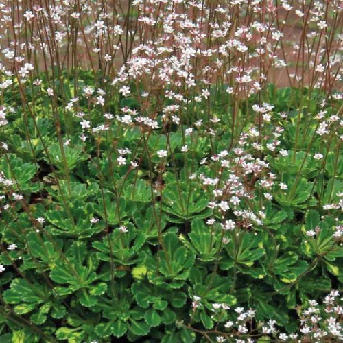 Pour un extérieur bien équipé:Saxifraga Urbium - Le pot de 9 x 9 cm