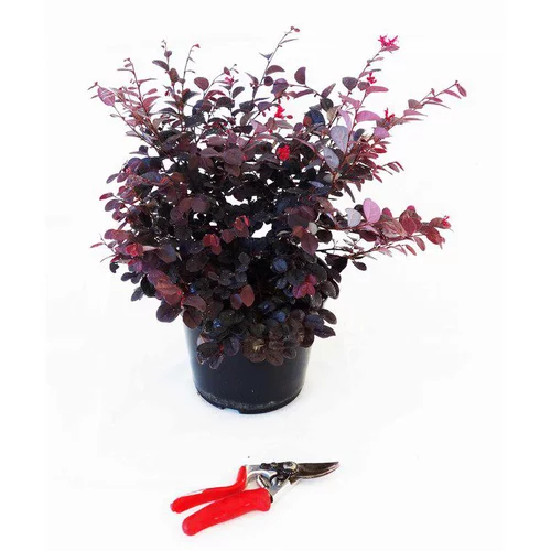 Bien pratique au jardin：Loropetalum Chinense Ever Red Chang Nian Hong Cov 40/50 en pot de 5 L rouge