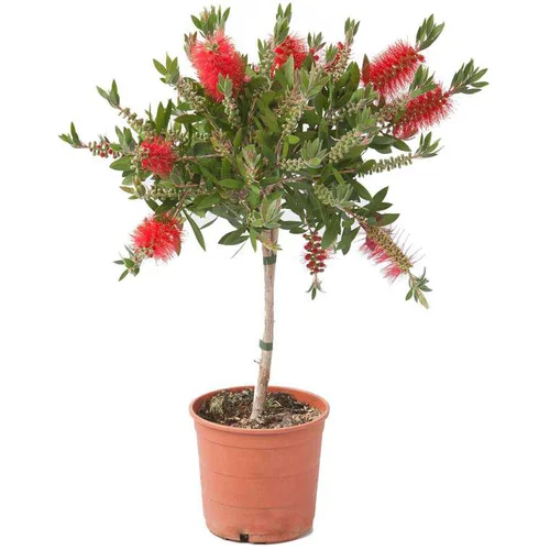 Pour mieux équiper vos extérieurs:Callistemon Laevis – Pot de 4L