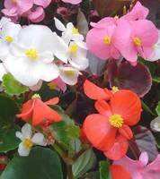 Pratique dehors：Bégonia semperflorens - La cagette de 12 plants
