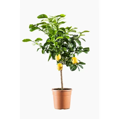 Nature au jardin：Citronnier. Le pot de 7 litres