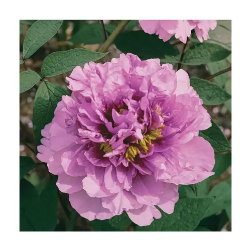Pour votre jardin:Pivoine lavande - Le pot de 5 litres