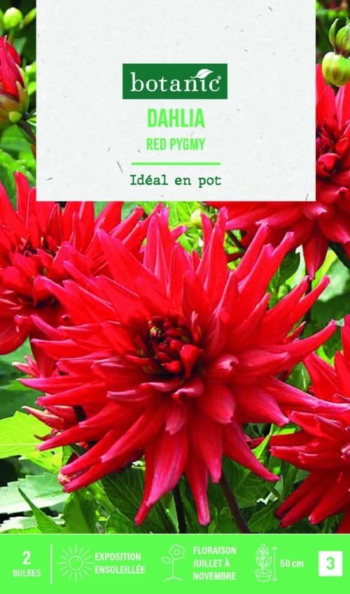 Pour l’univers du jardin：Bulbes de fleurs Dahlia semi-cactus nain red Pygmée botanic® - 2 bulbes